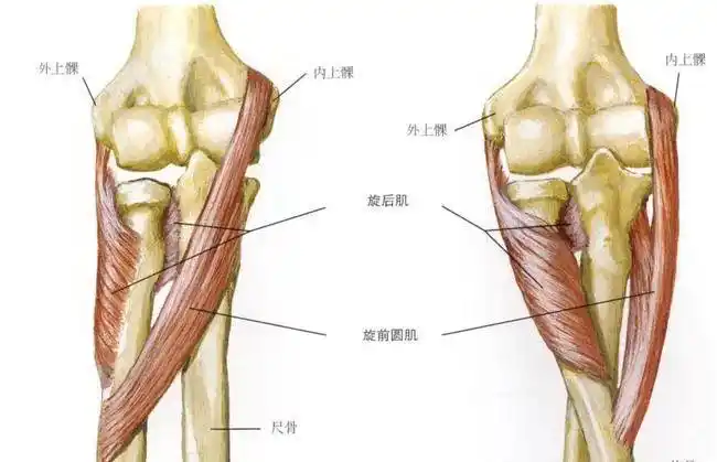 因为它穿过肘关节,它是一个强大的旋前肌,也是一个弱的肘屈肌.