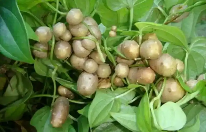 山药上结的果子,到底能不能吃,它对人体有哪些功效?一同了解下