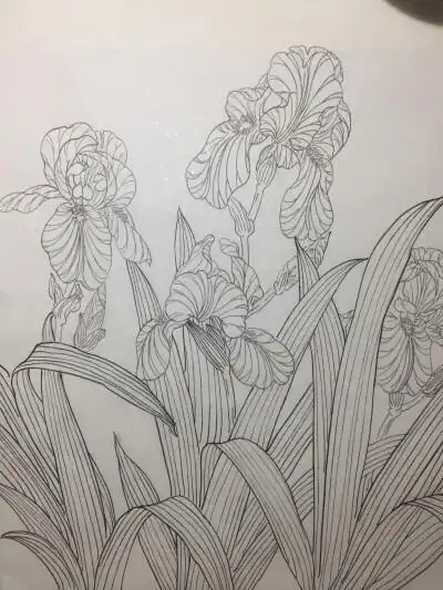 鸢尾花 工笔花鸟画 白描 黑白 线稿 国画