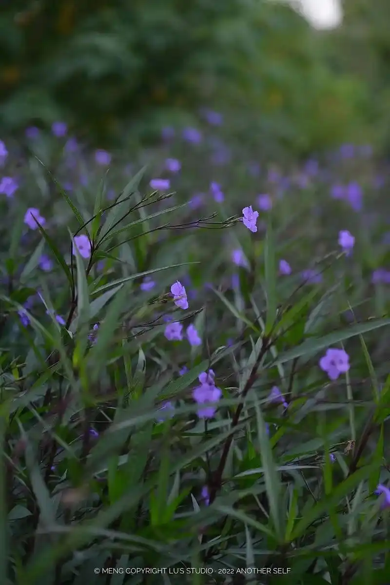 翠芦莉‖一片静谧紫.#一日一植物#翠芦莉#摄影日常#治愈系风 - 抖音