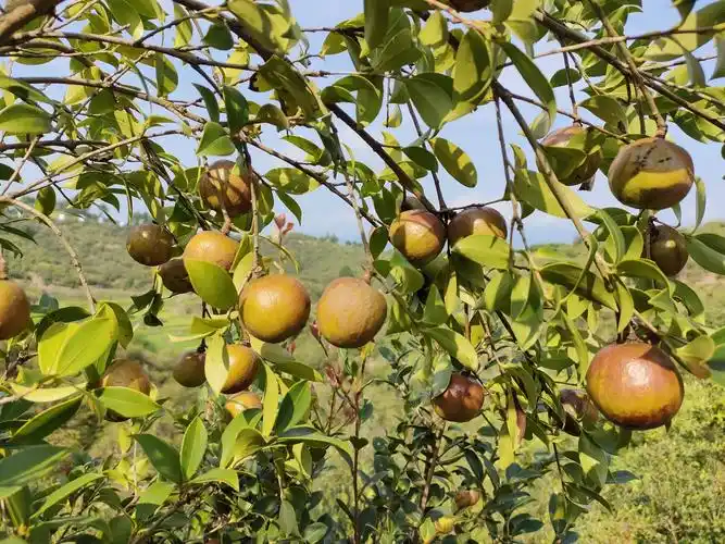 【走进乡村看小康】从江县庆云镇:发展油茶产业 绘就乡村振兴新画卷