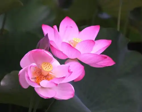 马和生荷花摄影作品