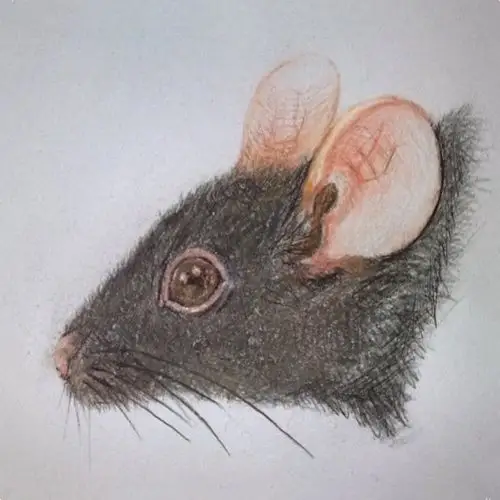 十二生肖头像素描——鼠