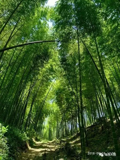 偶遇大田桃源王山竹海竹海听涛