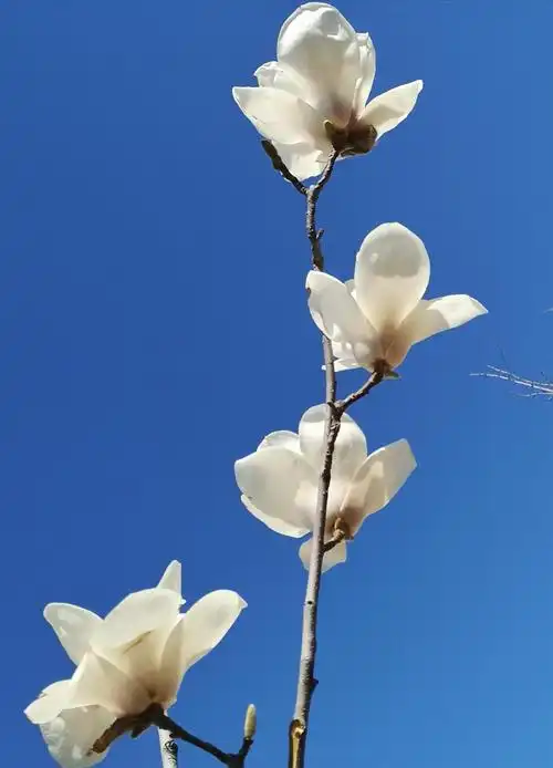 一组唯美手机摄影发现平凡的美