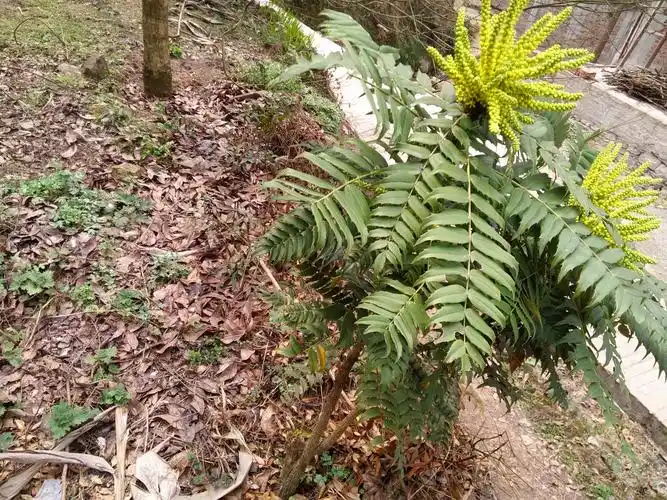 如今开花成这样,邻居都来摘叶煎水喝|黄连|一棵树|爷爷_新浪新闻