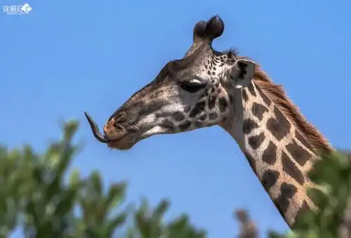 萌萌的长颈鹿