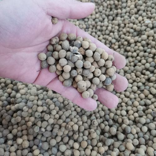 椴树种子林木种籽国产散装四季多年生工程绿化观家庭园艺种子