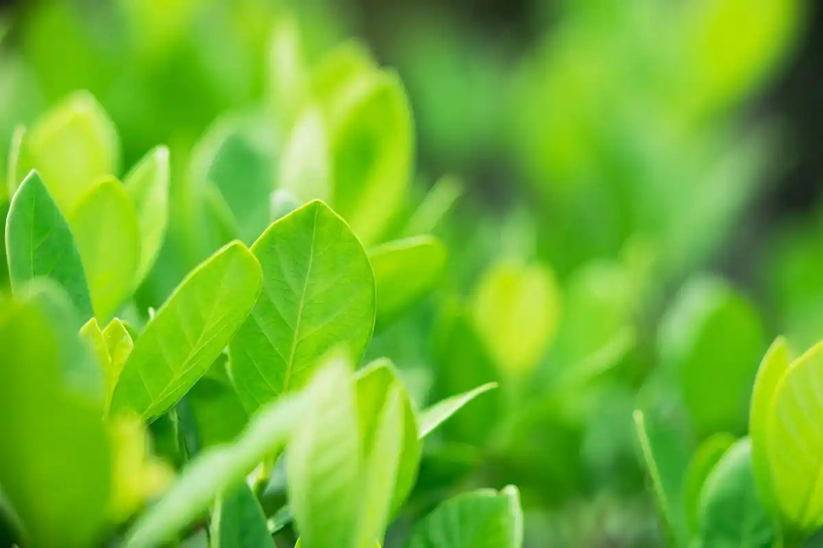 室内空气质量保障,5个小妙招为你解决甲醛问题!