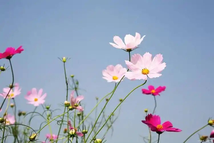 波斯菊的花语和寓意,问问答案怎么说_花卉_象征意义_友谊