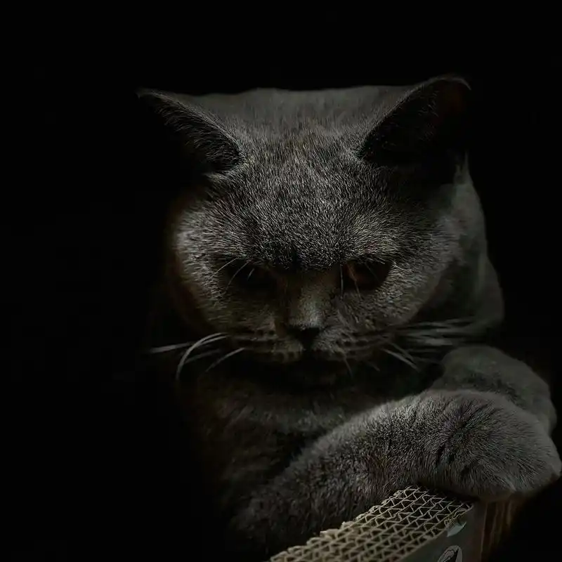 猫咪头像.冷酷猫妈和奶奶猫儿#哈基米 #猫咪头像 #小猫咪的