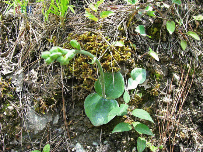 落地金钱的介绍