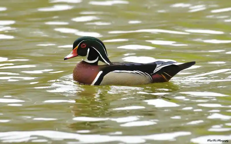 wood duck 公木鸭