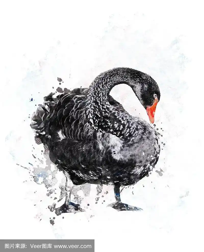 黑天鹅.水彩