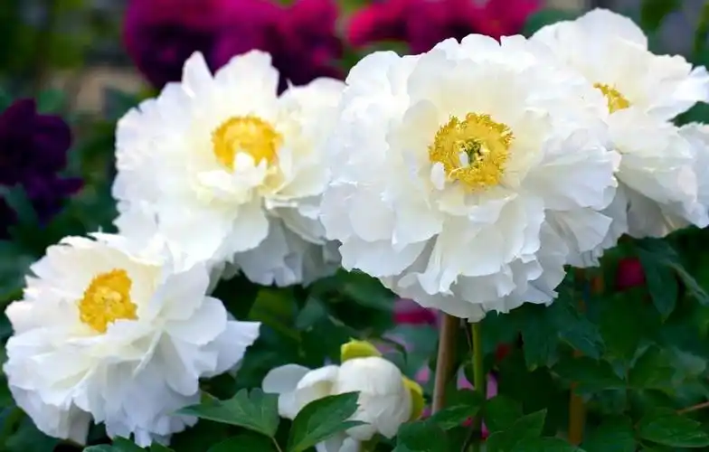 美丽的白色牡丹花