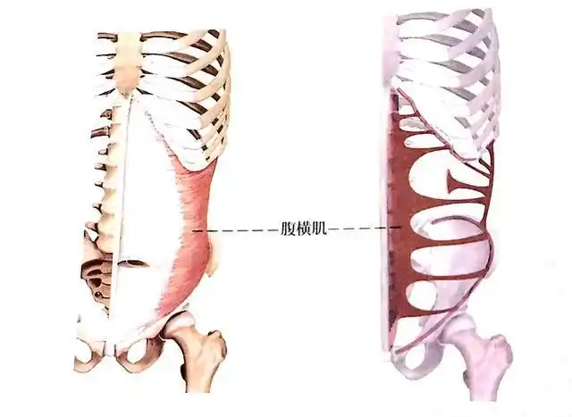 位置与形态:亦为宽阔扁肌,位于腹外斜肌的深面,肌束由外下方向前内
