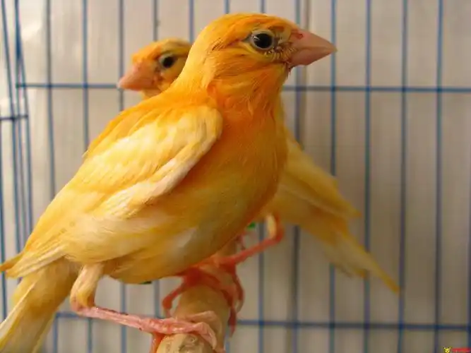 宠物鸟种类年度宠物鸟名单