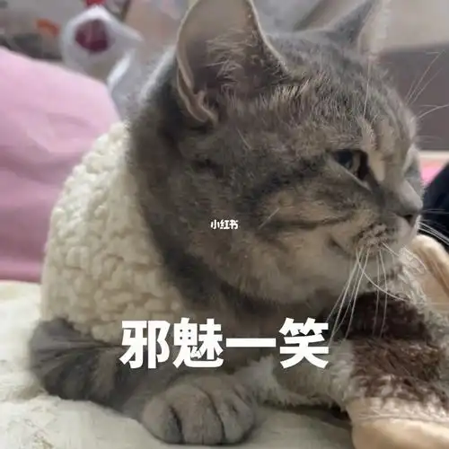 这个表情真的绝了#可爱猫咪#我的萌宠#表情包#吸猫#我的猫#我的萌宠