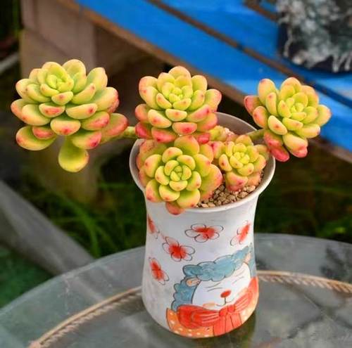 香格里拉老桩多肉植物稀有品种萌肉肉绿植花卉新手好养大型大颗