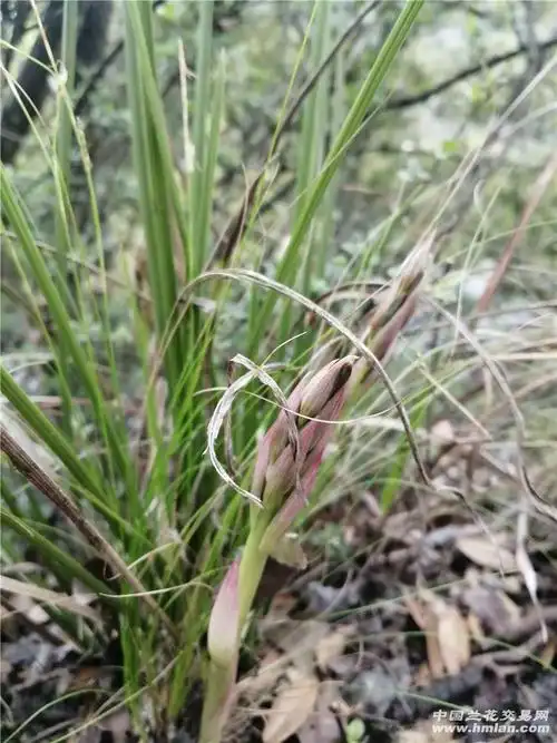 带苞细叶蕙兰-新品推介-中国兰花交易网社区