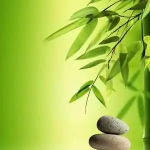 竹子的生活观头像