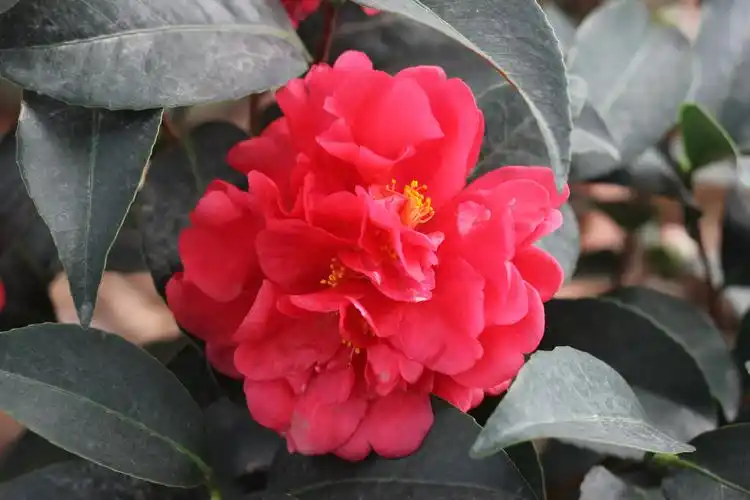 椿萱园名品茶花400之一