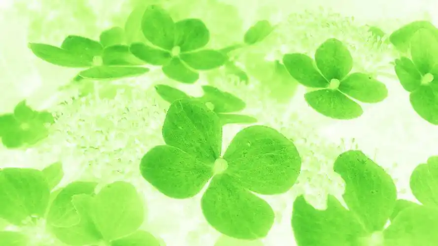 幸运四叶草电脑壁纸