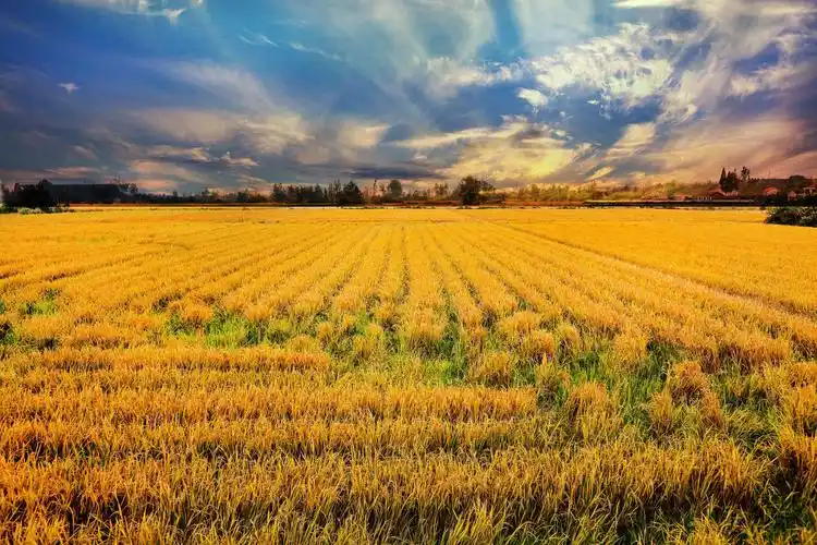 稻谷成熟的澧水北岸城头山稻田!