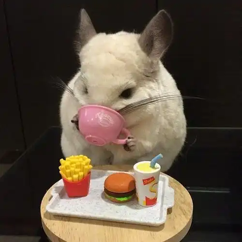 龙猫这个动物我想大家不会陌生吧,是不是感觉他很有爱呢,下面这只小