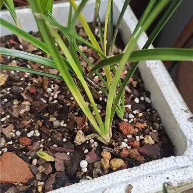 隆根蕙兰变形斑草 - 中国兰花交易网