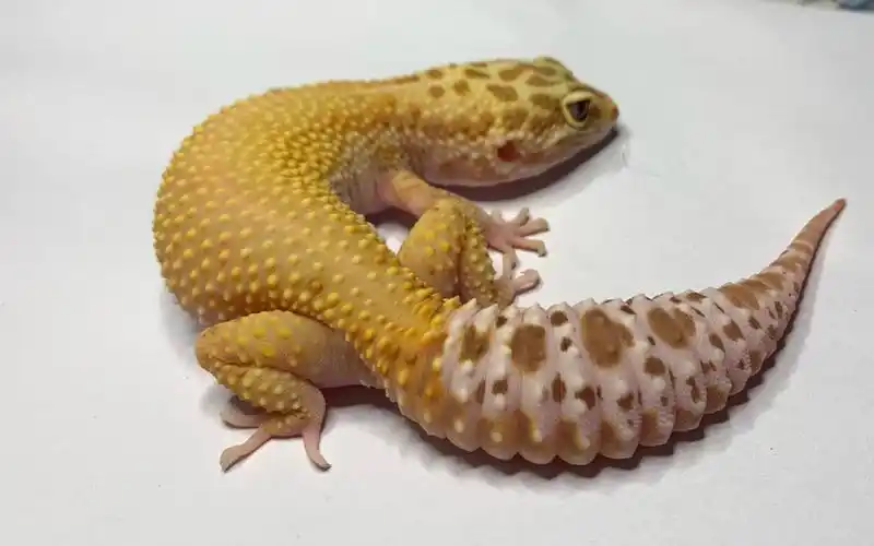 4k视频60帧欣赏豹纹守宫的美