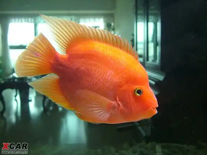 红红火火的发财鱼