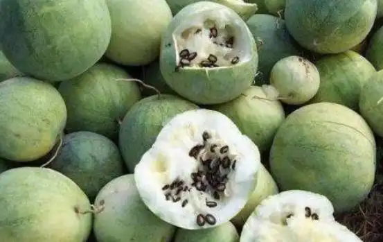 黑瓜子是什么瓜的子