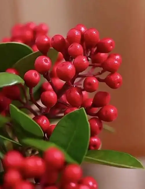 原来朋友送给他的叫红玉珠,芸香科茵芋属.