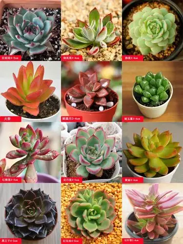 72个品种 多肉,72个品种 不重复植物品种多肉干湿习性中性光照习性