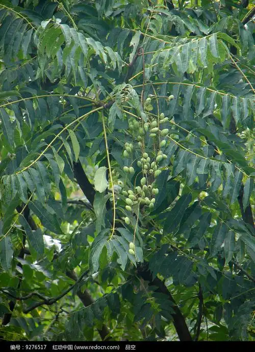 香椿蒴果和枝叶