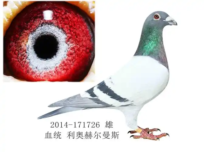 信鸽在线拍卖平台 - 中国信鸽信息网