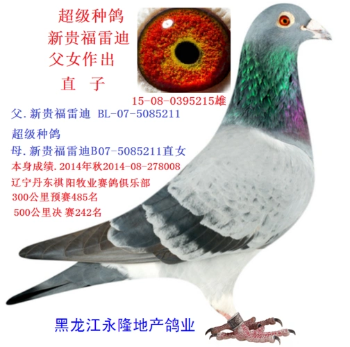 特留种鸽人 气:1899次血 统:速霸龙超级.新贵福雷迪.