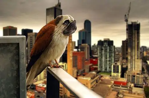 盘点被ps的合成动物(组图)