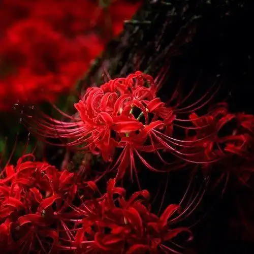 精品彼岸花动漫图片