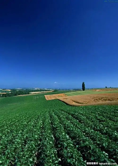 庄稼田园图片