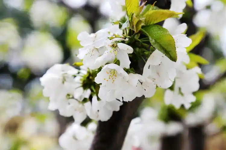 冬去春来,花开花落,繁花似锦,期待校园里与你重逢