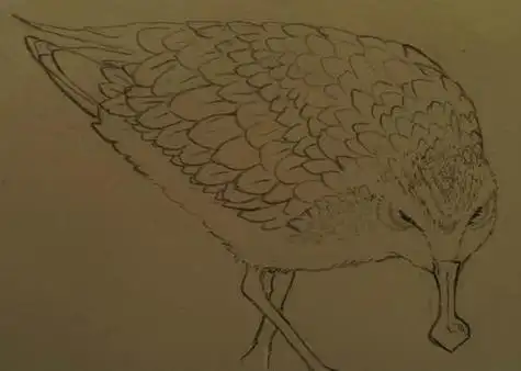 勺嘴鹬简笔画图片