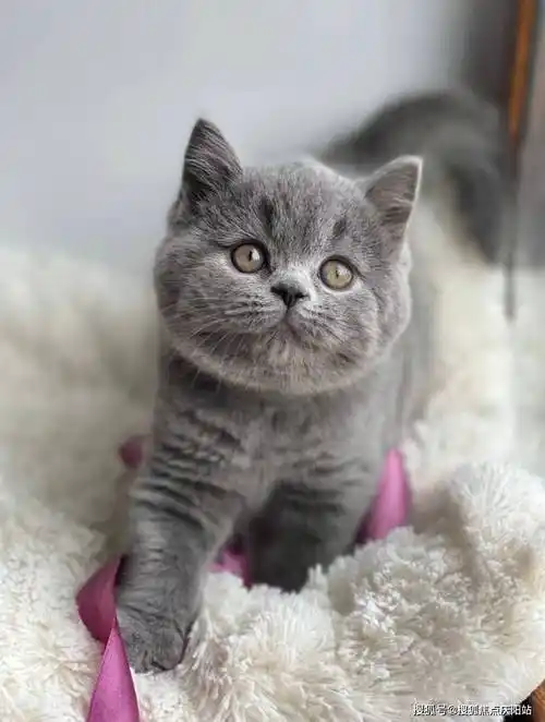 东莞买英短蓝猫首页网站(东莞东城区)哪家宠物店有卖英短蓝猫的