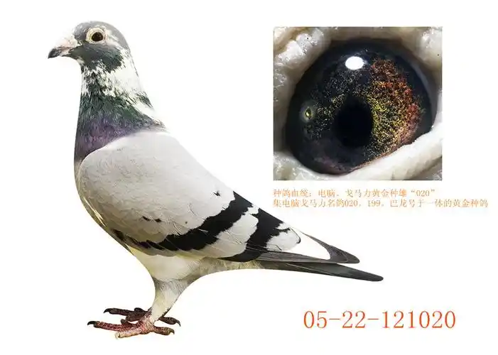 >> 查看拍卖商品