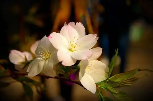 一枝樱花出墙来(十五)