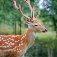 可爱梅花鹿头像野生梅花鹿图片