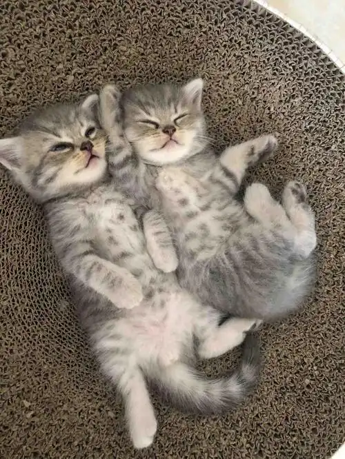 自家喵咪生的英短虎斑妹妹宝宝满80天了,蓝猫和银渐