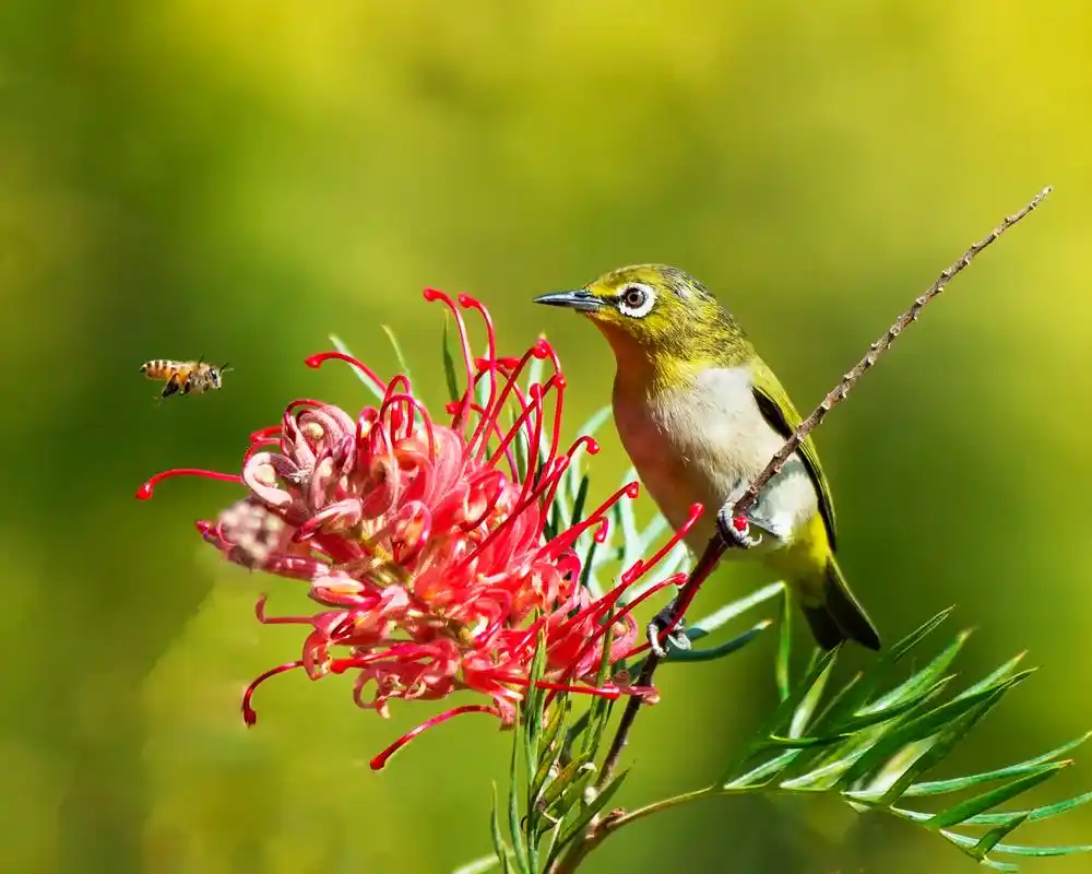 鸟语花香#野生鸟类摄影 #爱护大自然保护野生动物 … - 抖音