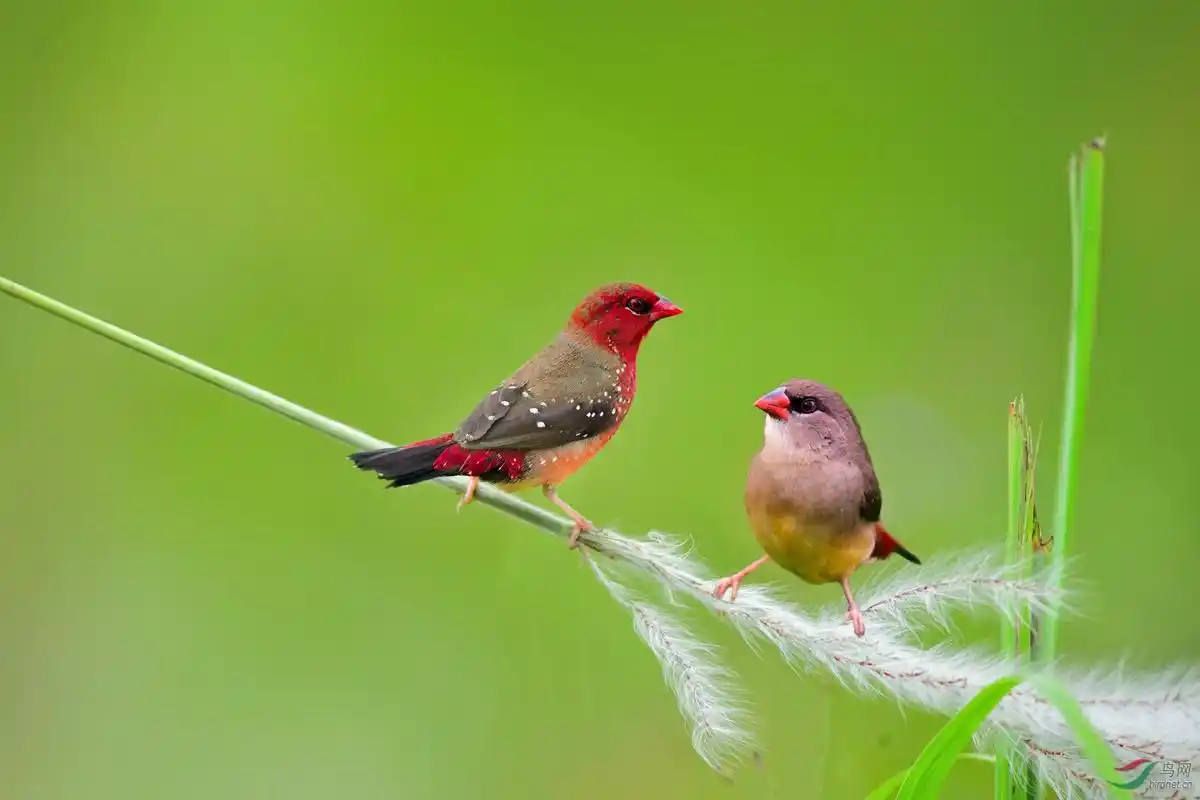 一对美丽的小鸟!